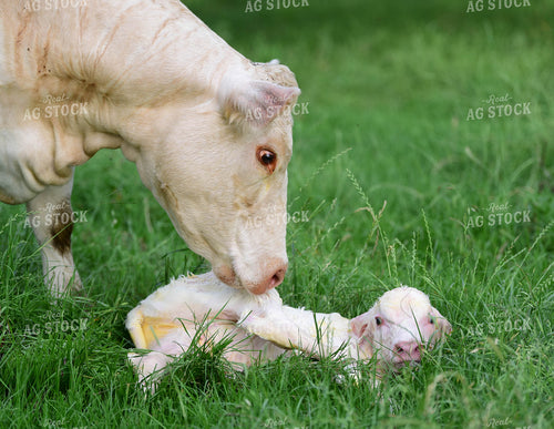 Charolais Cow with Newborn Calf 192004