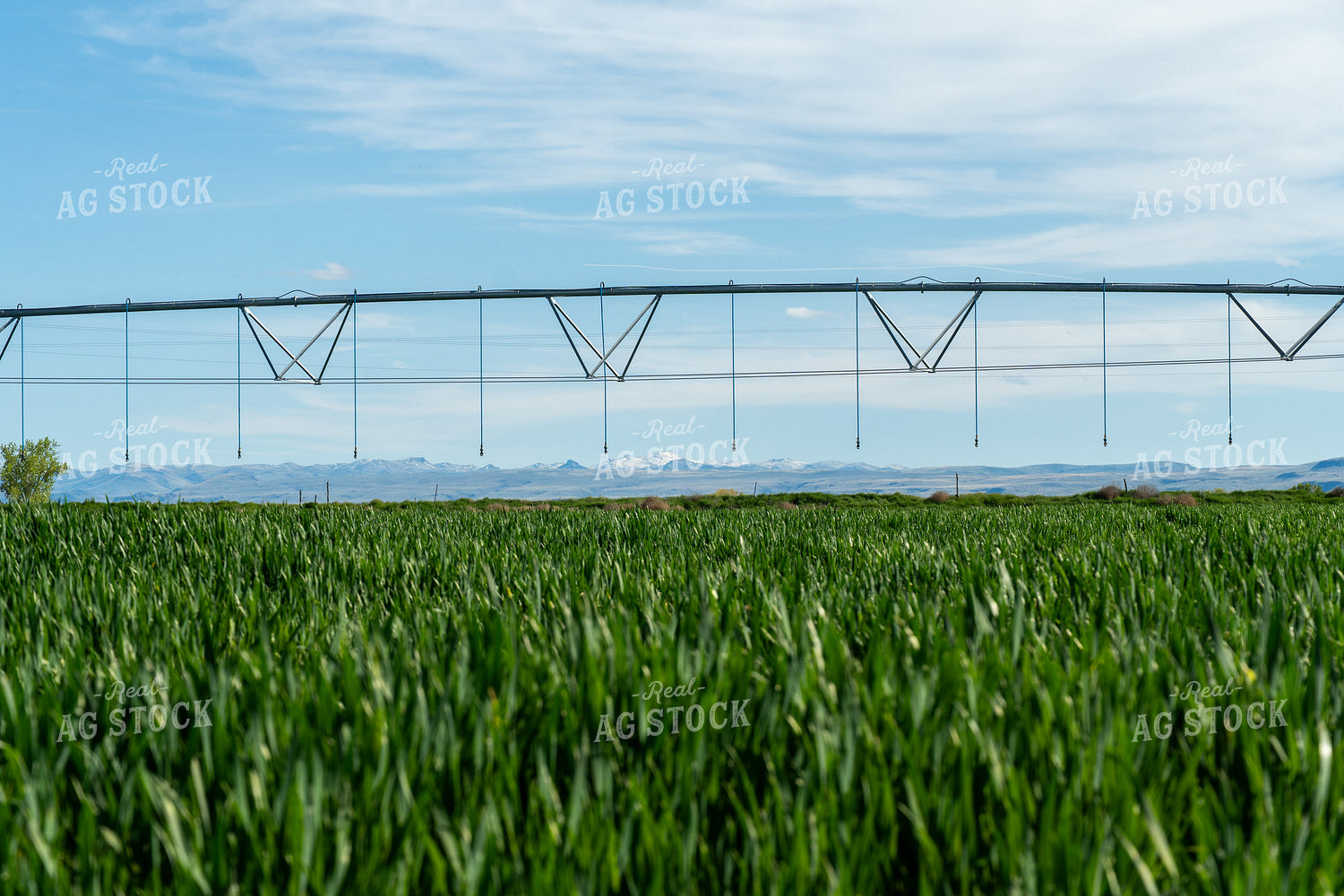 Winter Wheat Cover Crops 65681