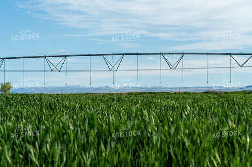 Winter Wheat Cover Crops 65681