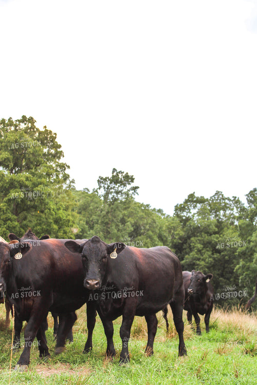 Black Angus Cattle in Pasture 101005