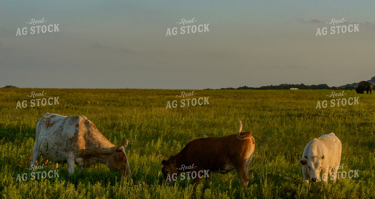 Cattle on Pasture 283008