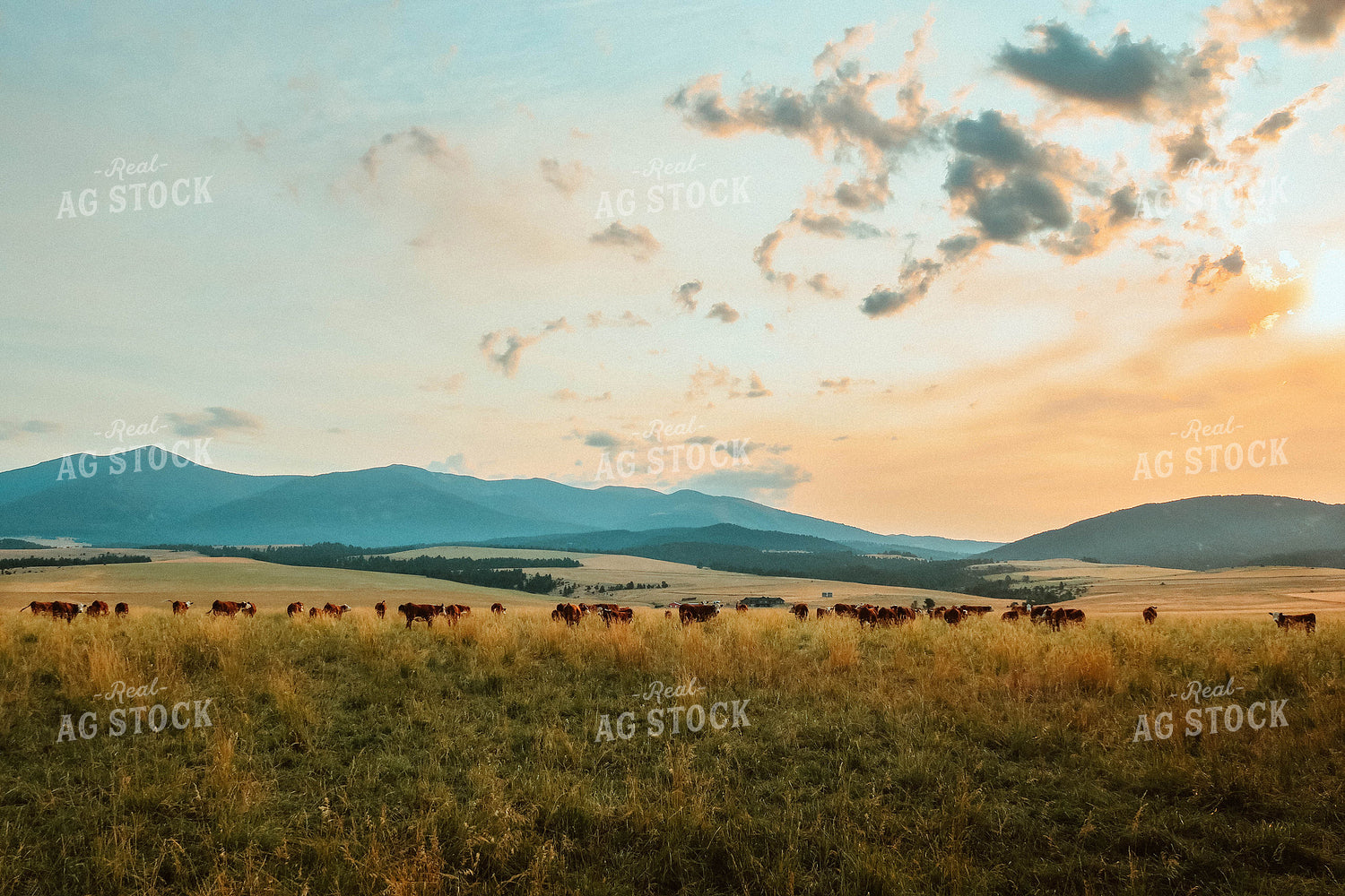Cattle on Pasture at Sunset 81156