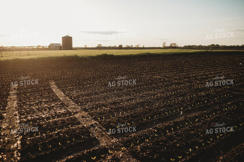 Stage V1 Corn in Dark, Wet Soil 4044