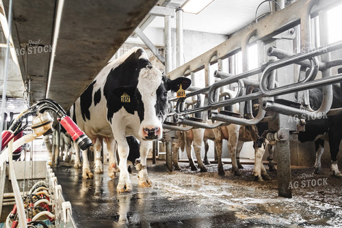 Holstein Cattle at Milk Parlor 250151