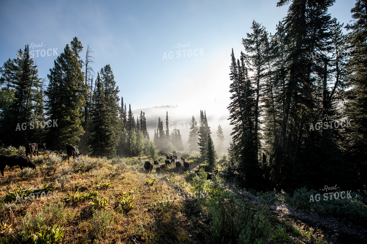 Grazing Cattle on Forest Land 304059