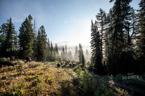 Grazing Cattle on Forest Land 304059