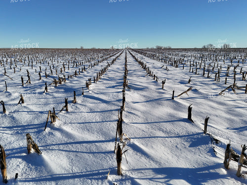 Snowy Corn Stalks 239470