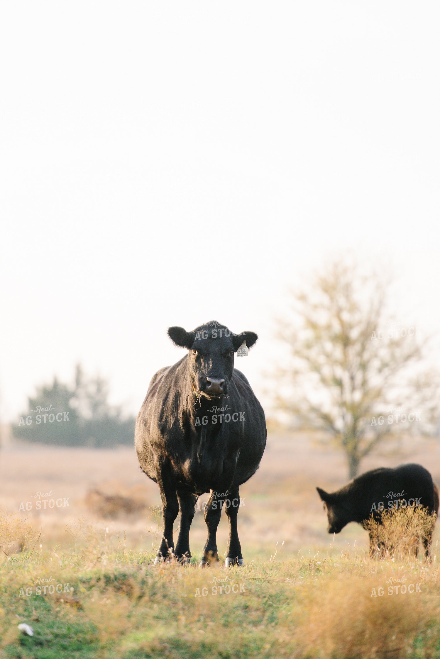 Cattle on Pasture 301033