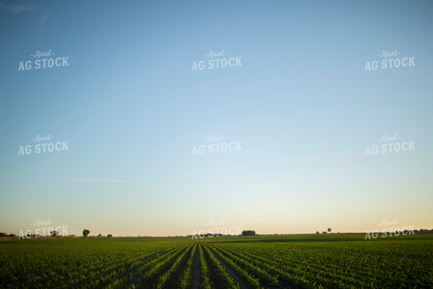 Corn - Early Growth 1097