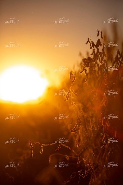 Soybeans - Dry 1530