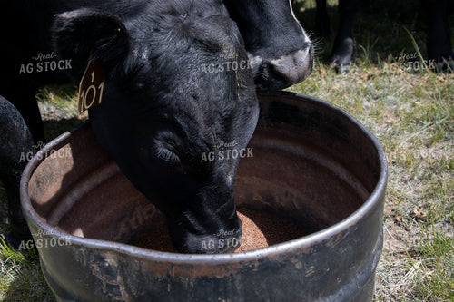 Cattle at Mineral Tub 117051