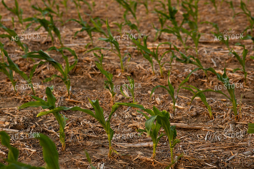 Hail and Wind Damaged Corn 67518