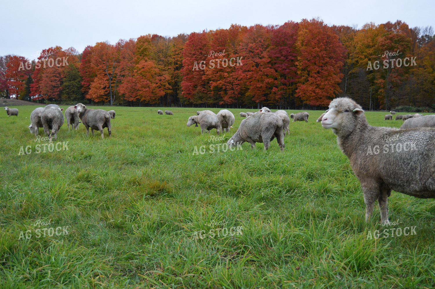 Farmer Shearing Sheep 164011
