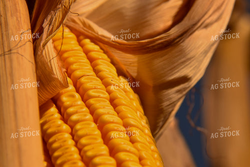 Ear of Corn 84138
