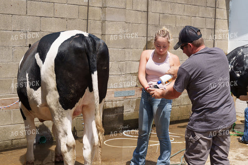 Washing Holstein Show Cows 52841
