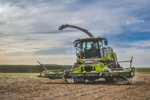 Silage Harvest 56065