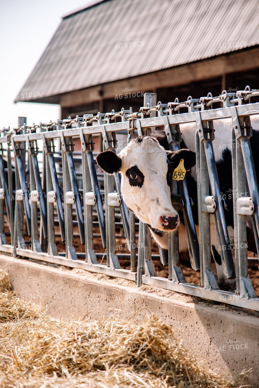Holstein Cattle 137071 – Real Ag Stock