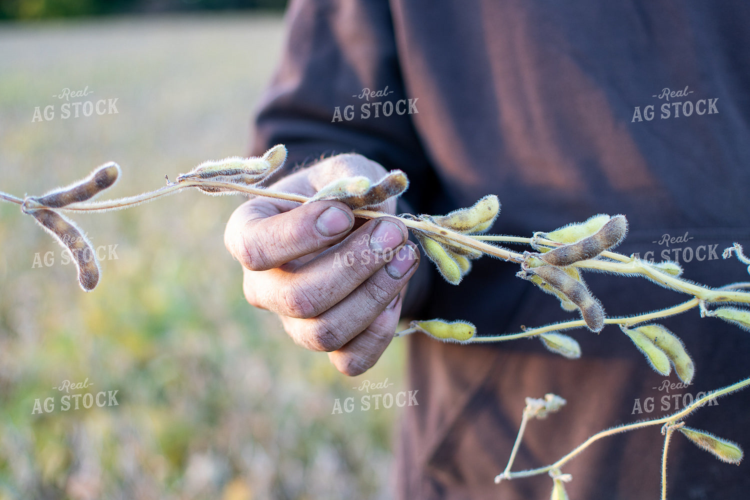 Farmer Checking Soybeans 50382