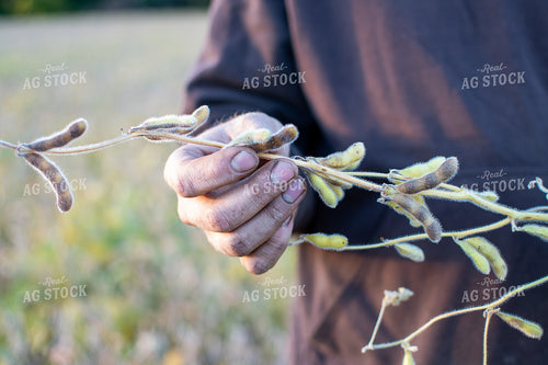 Farmer Checking Soybeans 50382