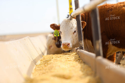 Cattle Eating Out of Trough 99012