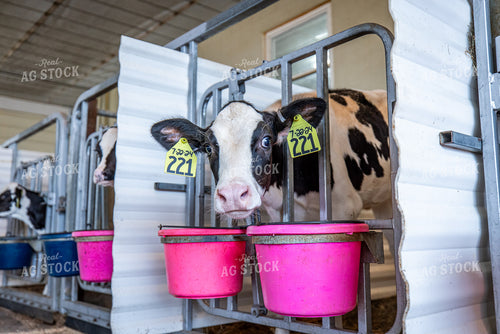 Holstein Calves 270415
