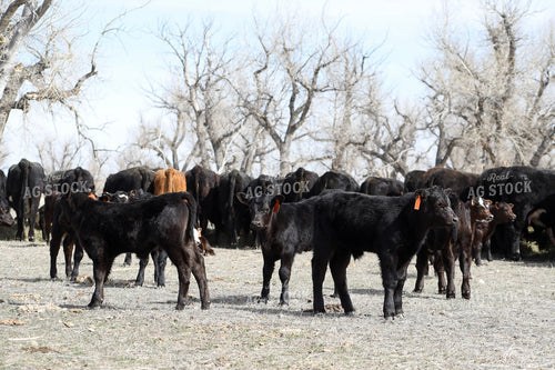 Angus Calves 117212