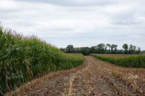 Silage Harvest 50414