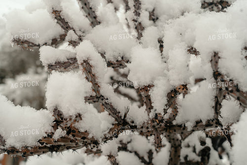 Snow on Cacti 58257