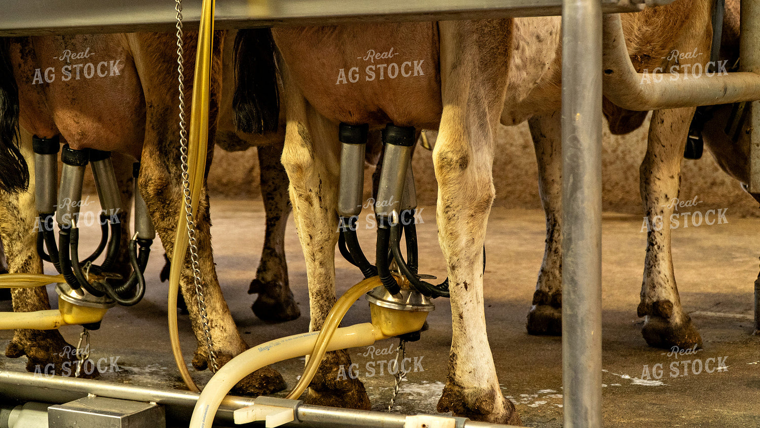 Dairy Cattle Being Milked 181020