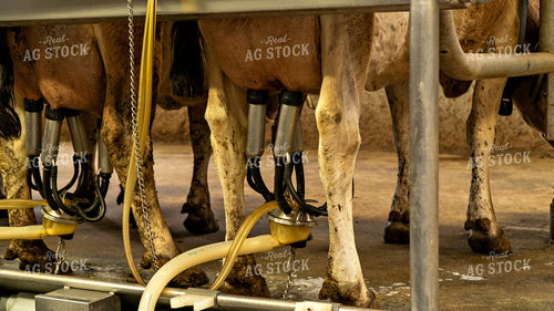 Dairy Cattle Being Milked 181020