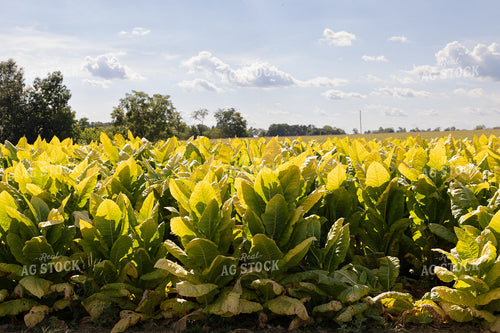 Field of Tobacco 52546