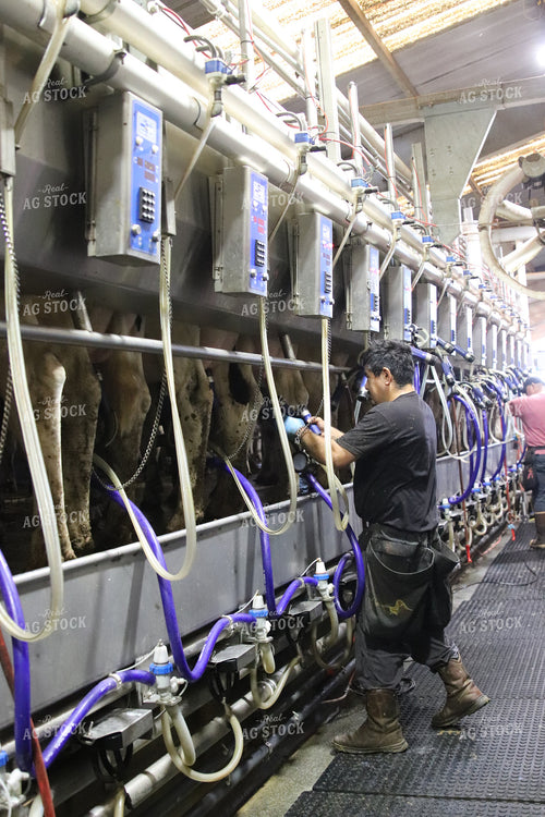 Dairyman Milking Cows 102115
