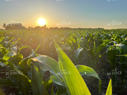 Midseason Corn 277016