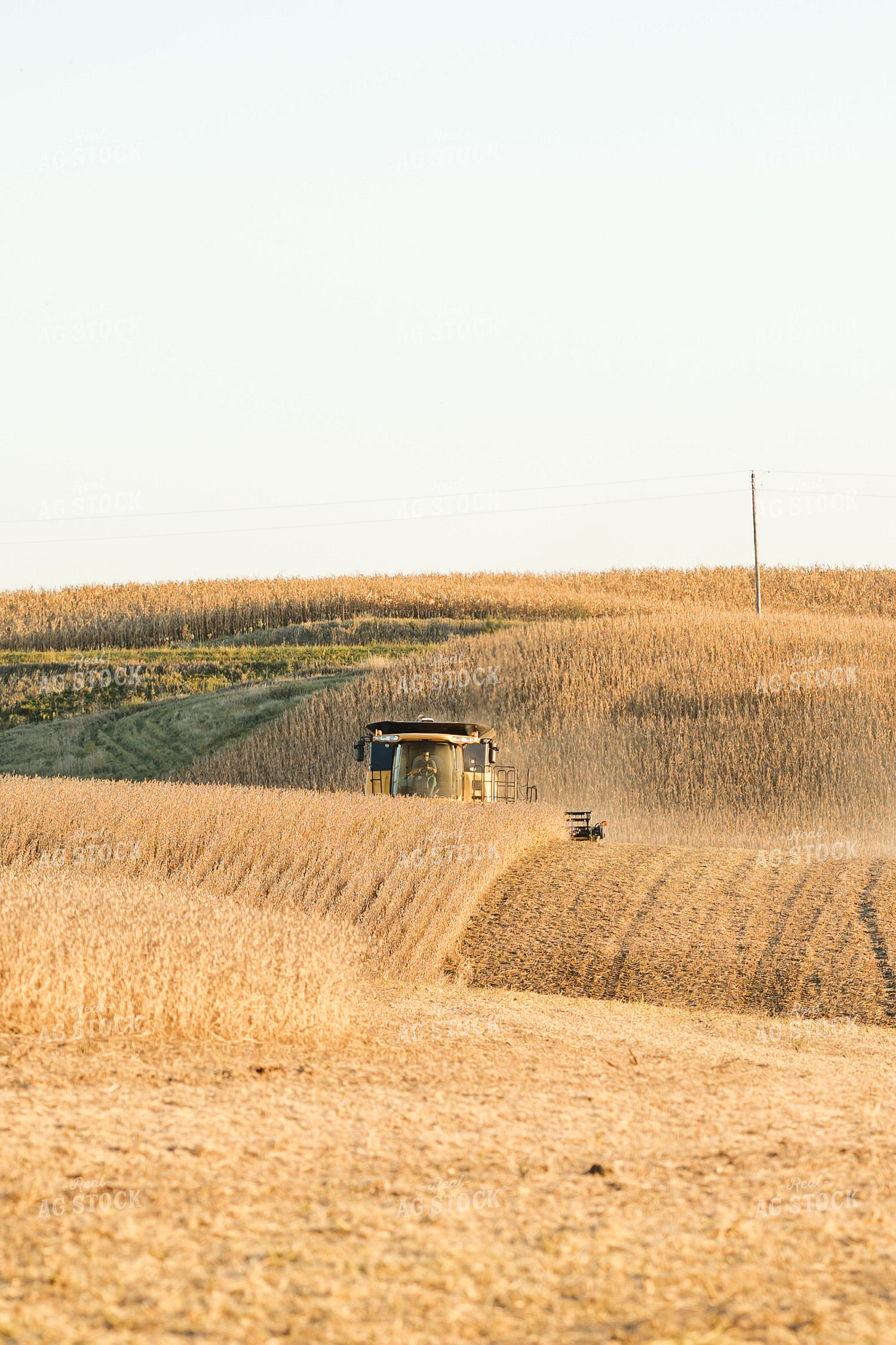 Soybean Harvest 215127