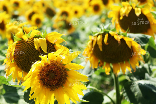 Sunflowers 141039