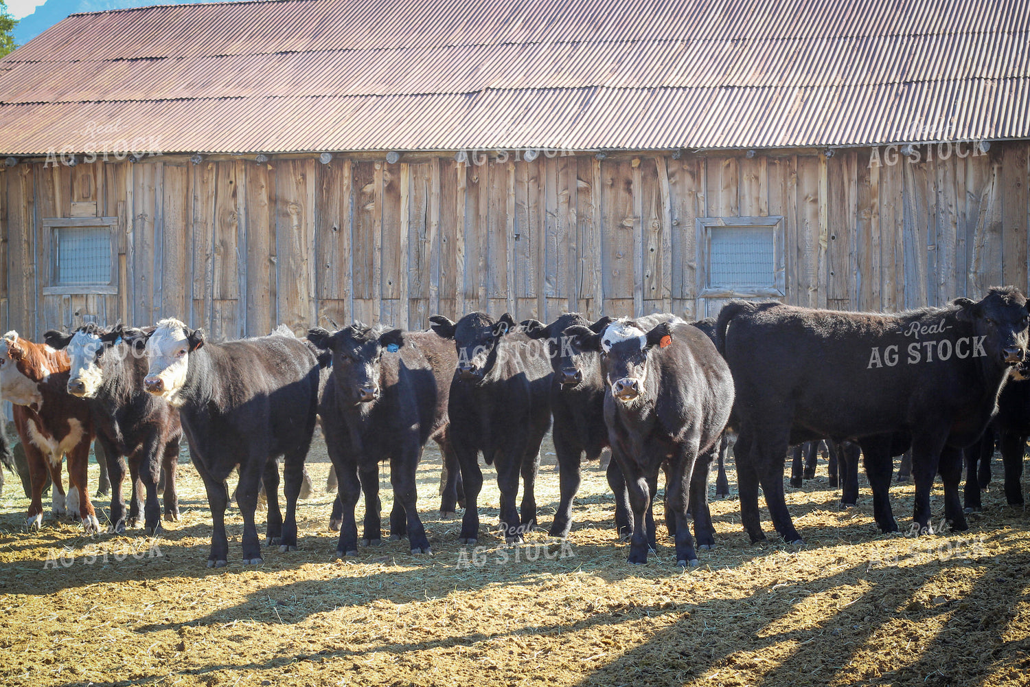 Weaning Angus and Baldy Calves 78150