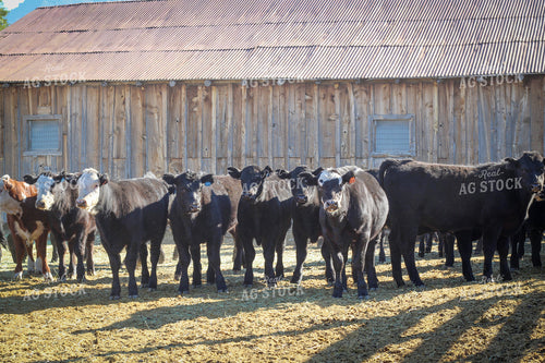Weaning Angus and Baldy Calves 78150