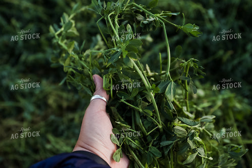 Handful of Alfalfa 83025