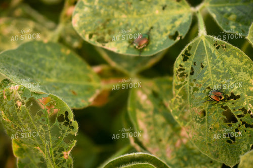 Soybeans with Chemical Damage 191207