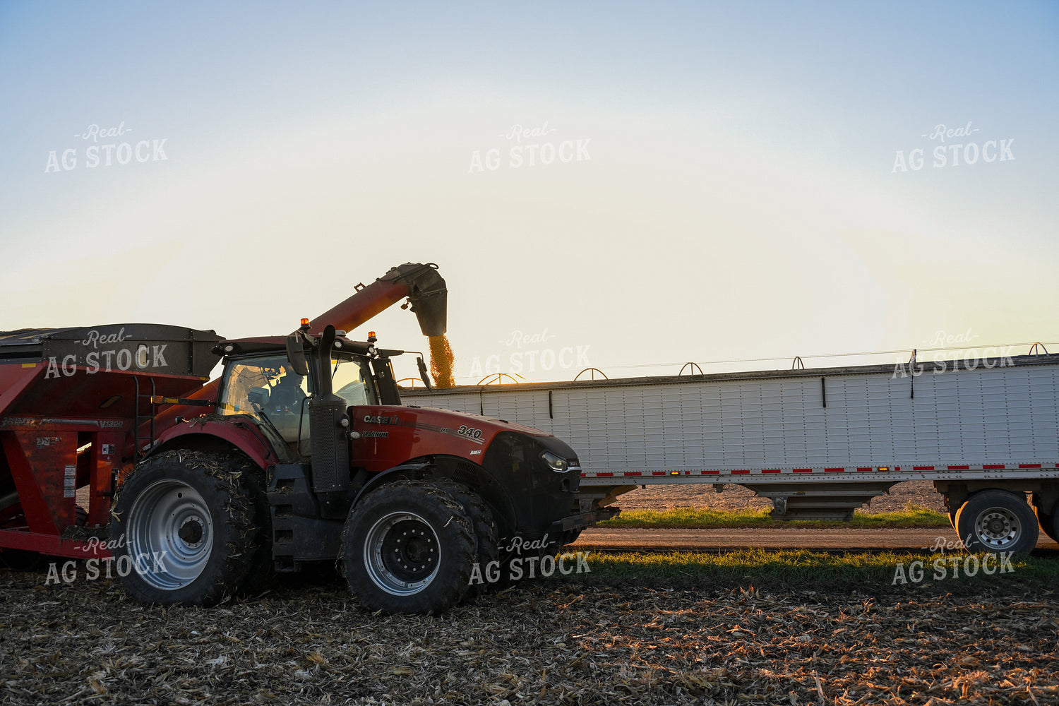 Corn Harvest 26287