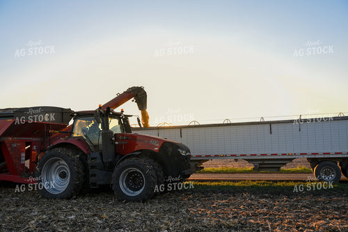 Corn Harvest 26287