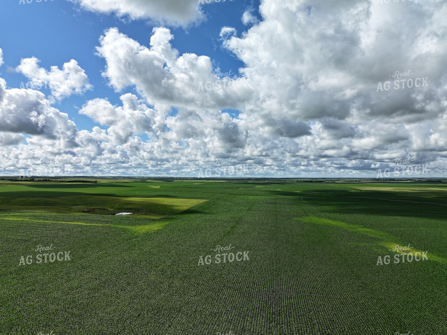 Aerial of Midseason Corn Field 141352