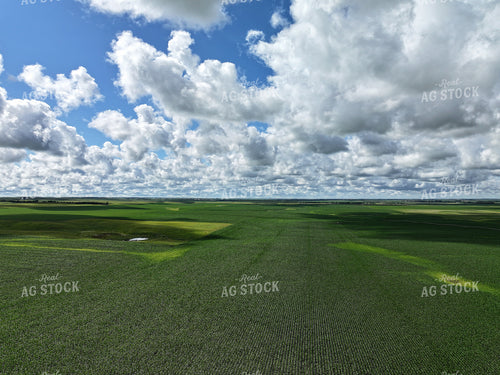 Aerial of Midseason Corn Field 141352