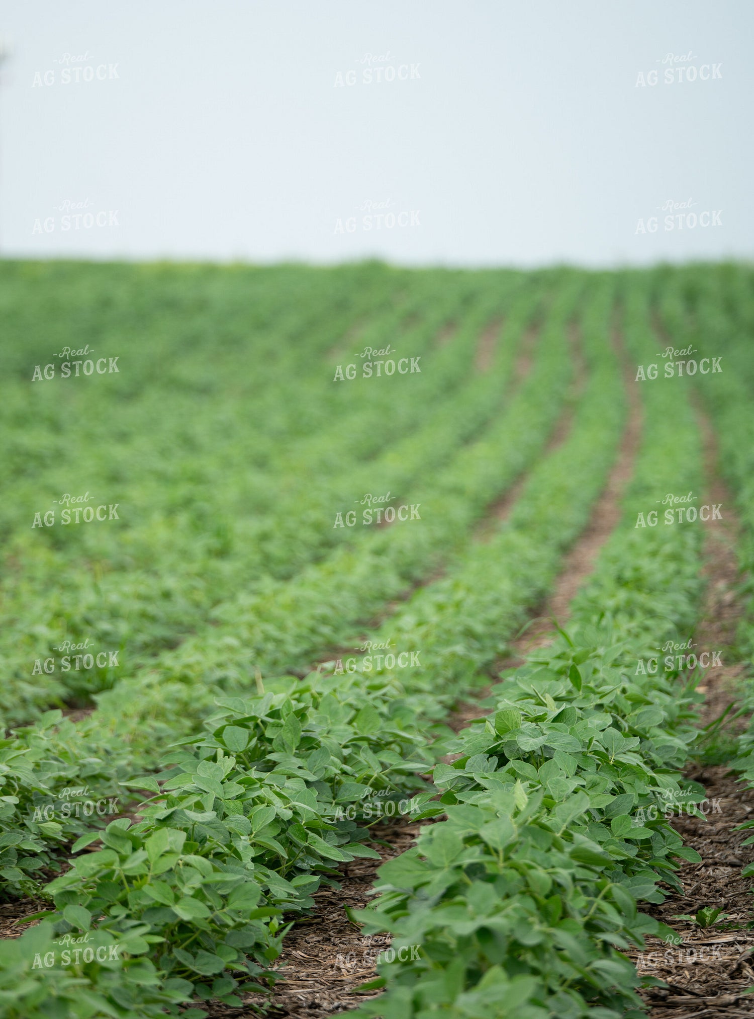 Midseason Soybeans 185235