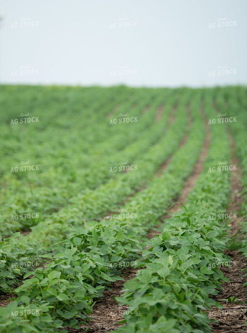 Midseason Soybeans 185235