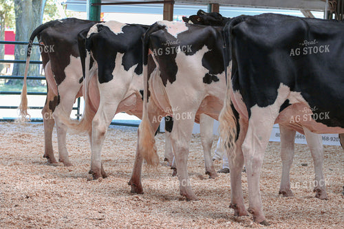 Dairy Cattle Show 160483
