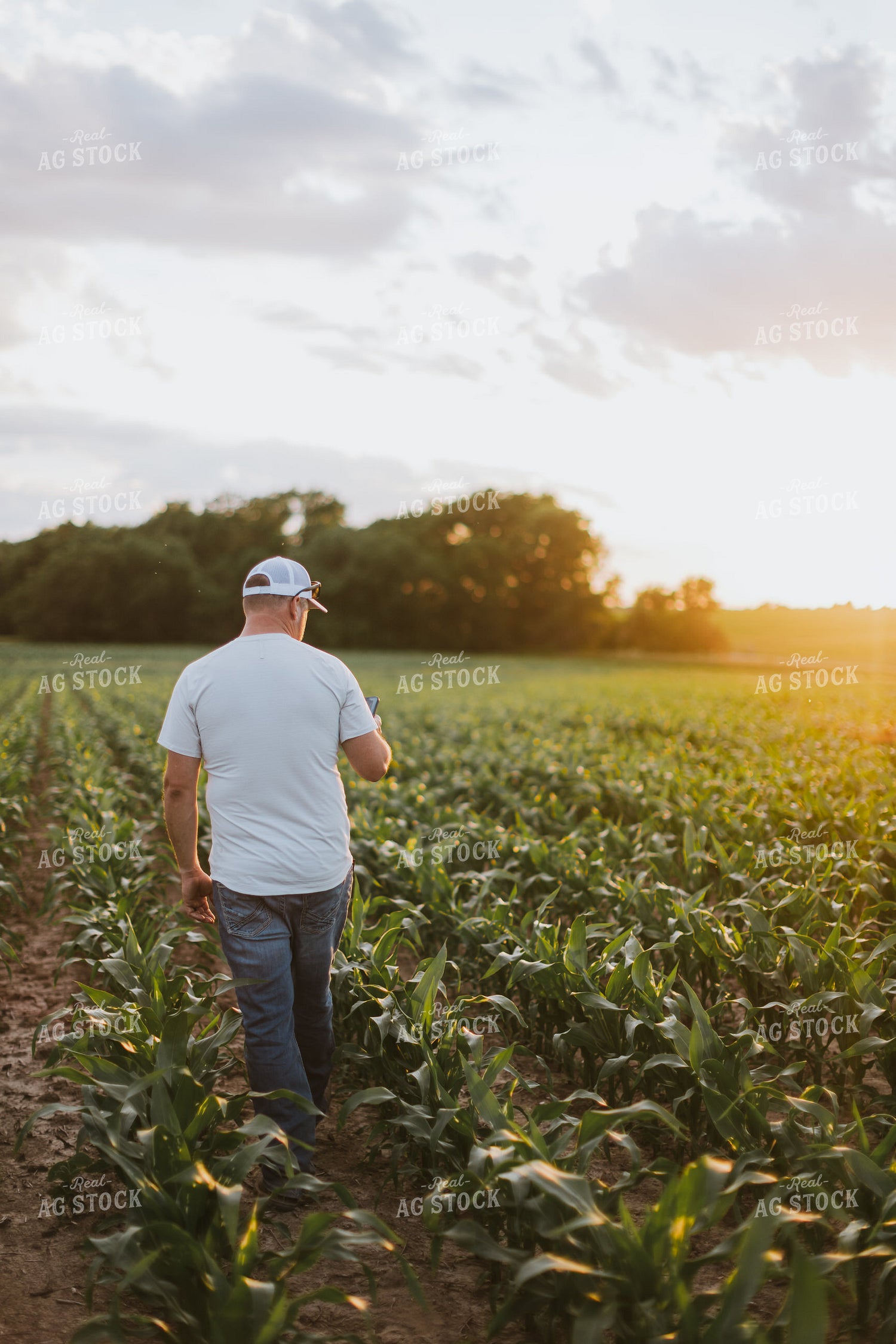 Farmer Looking at Phone in Cornfield 8830
