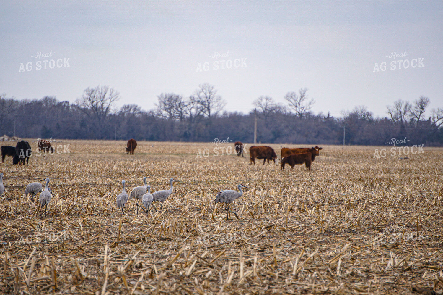 Cattle and Cranes on Corn Stalks 156032