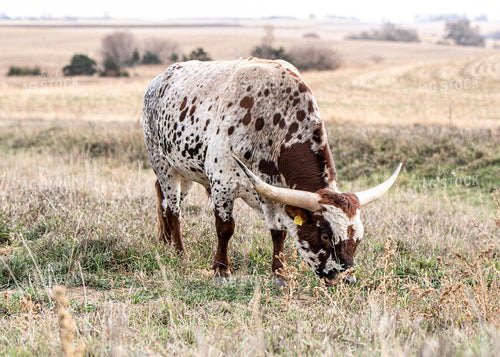 Longhorn Cattle 193007