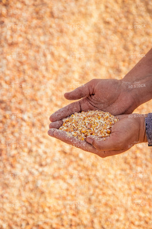 Farmer Handling Feed Ration 67444